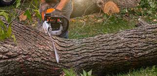 Professional  Tree Services in Eden Isle, LA